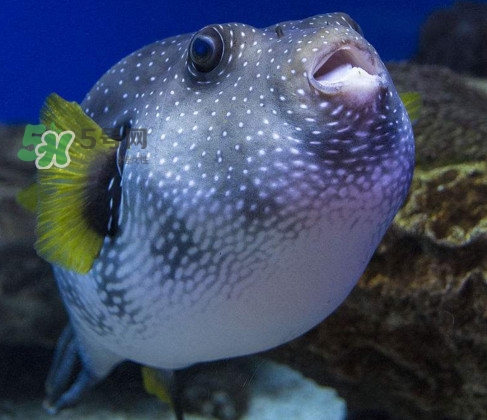 河豚魚是發(fā)物嗎？河豚魚為什么有毒