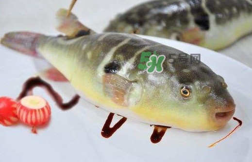 河豚魚是發(fā)物嗎？河豚魚為什么有毒