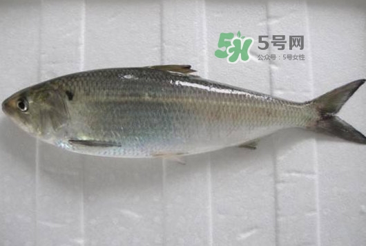 鰣魚多少錢一斤？長(zhǎng)江鰣魚多少錢一斤2017