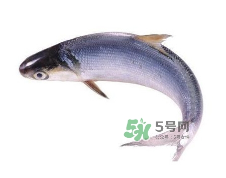 鰣魚怎么讀？鰣魚是什么魚