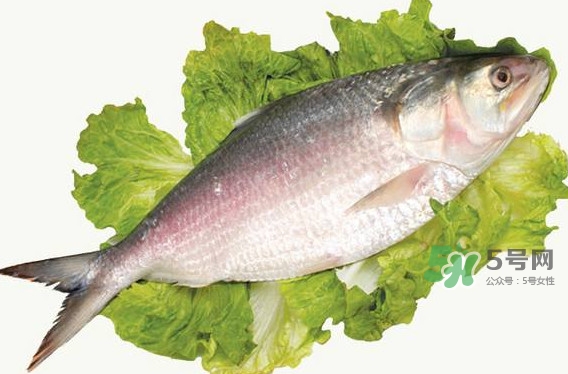 鰣魚還有嗎？長江鰣魚滅絕了嗎