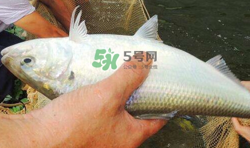 鰣魚的魚鱗能吃嗎？鰣魚為什么不去魚鱗