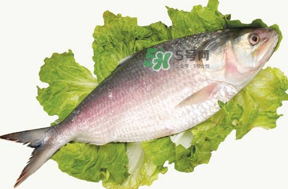 鰣魚孕婦能吃嗎？孕婦可以吃鰣魚嗎
