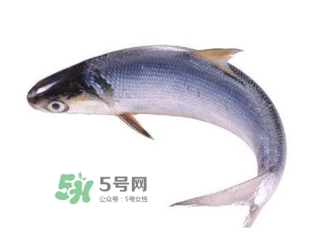 鰣魚(yú)和刀魚(yú)哪個(gè)貴？長(zhǎng)江三鮮哪個(gè)最貴