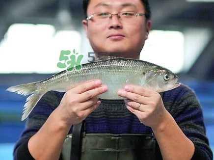 鰣魚與香魚怎么區(qū)分？鰣魚與香魚的區(qū)別