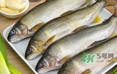 鰣魚與香魚怎么區(qū)分？鰣魚與香魚的區(qū)別