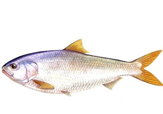 鰣魚(yú)刺多嗎？鰣魚(yú)可以養(yǎng)殖嗎