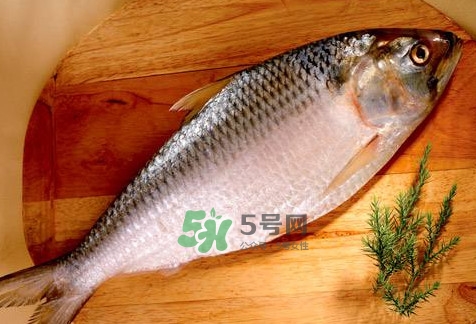 鰣魚怎么做好吃？鰣魚怎么處理