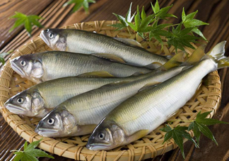 鰣魚(yú)與香魚(yú)怎么區(qū)分？鰣魚(yú)與香魚(yú)的區(qū)別