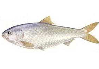 鰣魚(yú)和響魚(yú)是兩種魚(yú)嗎？鰣魚(yú)和鯽魚(yú)的區(qū)別