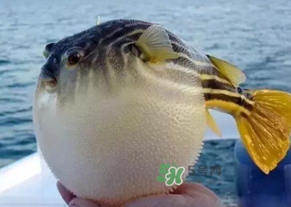河豚魚是海鮮嗎？河豚魚是淡水魚嗎