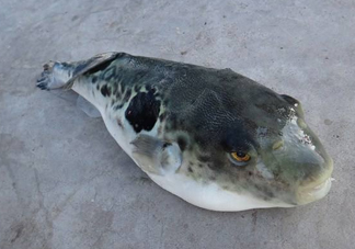 河豚魚怎么吃？河豚魚怎么去毒
