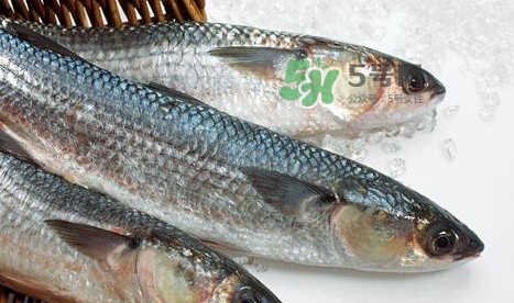 鰣魚多少錢一斤？長(zhǎng)江鰣魚多少錢一斤2017