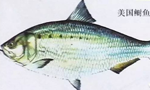 為什么吃清蒸海鰣魚都是半條？鰣魚有什么營(yíng)養(yǎng)價(jià)值