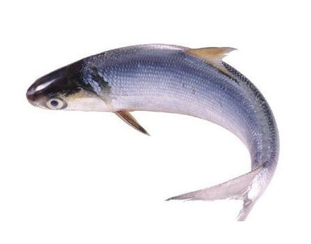 為什么吃清蒸海鰣魚都是半條？鰣魚有什么營(yíng)養(yǎng)價(jià)值
