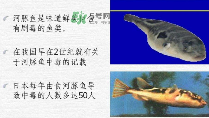 河豚中毒會產(chǎn)生幻覺嗎？河豚中毒多久發(fā)作