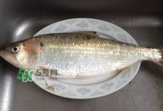 鰣魚怎么讀？鰣魚是什么魚