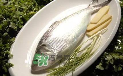 鰣魚的魚鱗能吃嗎？鰣魚為什么不去魚鱗