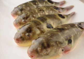 河鲀哪個(gè)部位有毒？河鲀哪個(gè)部位可以食用