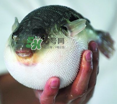 鰣魚(yú)和刀魚(yú)哪個(gè)貴？長(zhǎng)江三鮮哪個(gè)最貴