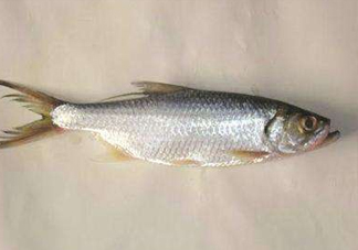 鰣魚(yú)怎么做好吃？鰣魚(yú)怎么處理