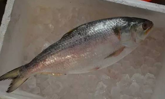 為什么吃清蒸海鰣魚都是半條？鰣魚有什么營(yíng)養(yǎng)價(jià)值