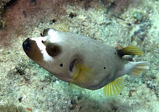 河豚魚是海鮮嗎？河豚魚是淡水魚嗎