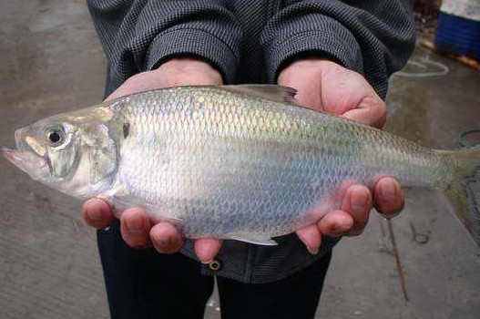 鰣魚是海魚還是淡水魚？鰣魚是發(fā)物嗎