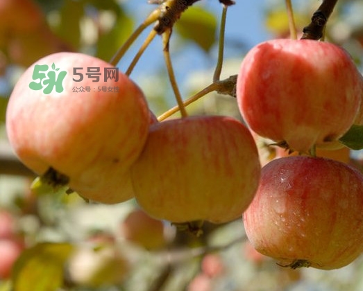 海棠果能直接吃嗎？海棠果可以吃嗎