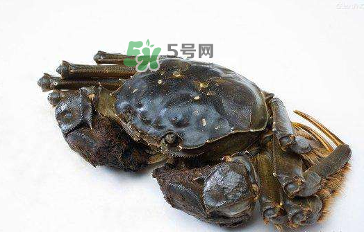 大閘蟹能活多久？大閘蟹可以活多久？