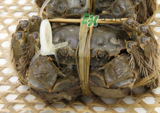 大閘蟹能活多久？大閘蟹可以活多久？