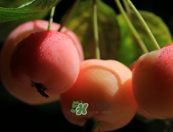 海棠果什么時候成熟？海棠果幾月份成熟