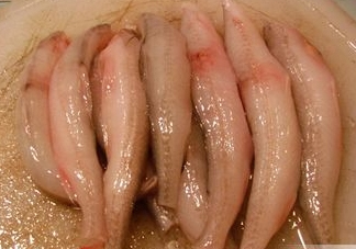 龍頭魚(yú)有刺嗎？龍頭魚(yú)有魚(yú)鱗嗎