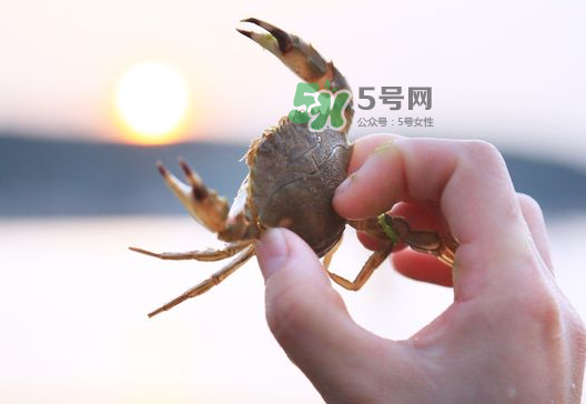 海螃蟹能冷凍保存嗎？海螃蟹放冰箱冷凍嗎？