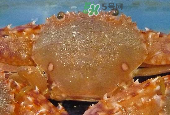 ?花蟹可以放冰箱嗎？花蟹怎么保存才新鮮？
