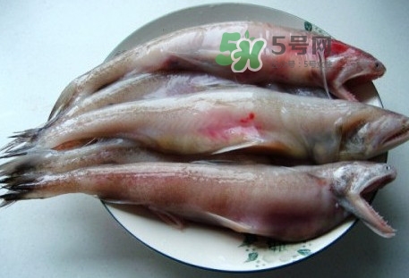 龍頭魚是什么魚？龍頭魚多少錢一斤？