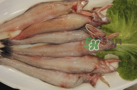 龍頭魚怎么殺？龍頭魚怎么處理？
