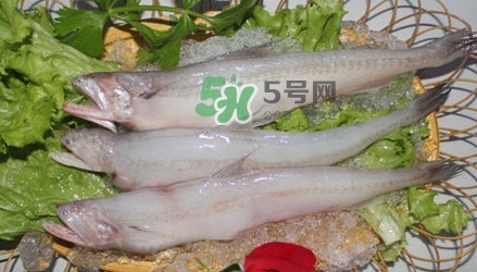 龍頭魚孕婦可以吃嗎？孕婦能吃龍頭魚嗎