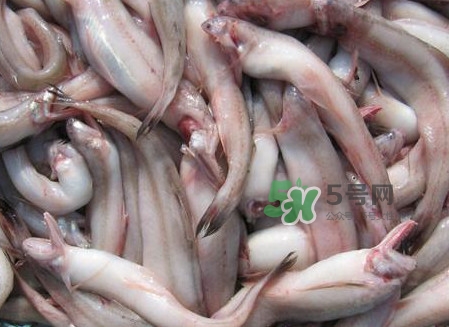 龍頭魚可以冷凍嗎？龍頭魚怎么保存