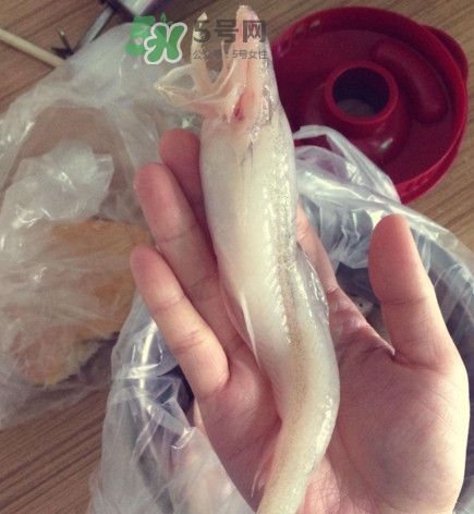 買龍頭魚怎么挑選？冰凍龍頭魚怎么去內(nèi)臟