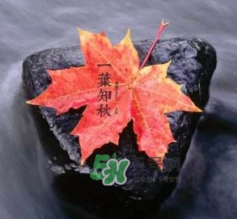 立秋后是不是早晚天氣涼？立秋后天氣有什么變化？