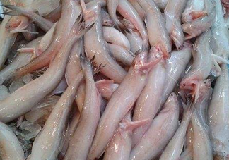 龍頭魚為什么有甲醛？龍頭魚為什么叫龍頭魚