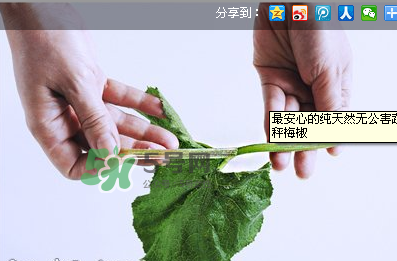 南瓜苗怎么做好吃？南瓜苗怎么撕？