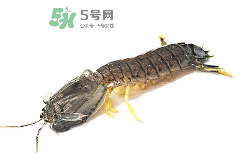 蝦蛄蝦殼怎么剝才好？蝦蛄怎么清洗