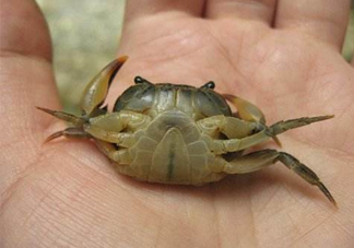 海螃蟹死了還能吃嗎？海螃蟹死了多久還能吃？