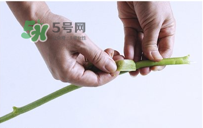 南瓜苗怎么做好吃？南瓜苗怎么撕？