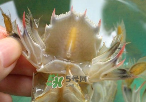 蝦蛄怎么吃？蝦蛄怎么做好吃？