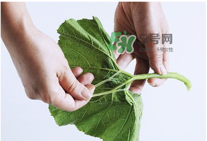南瓜苗怎么做好吃？南瓜苗怎么撕？