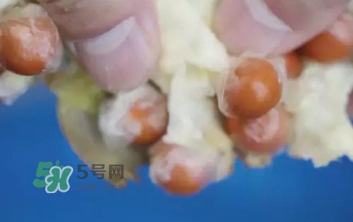 雞頭米是什么？雞頭米是芡實嗎