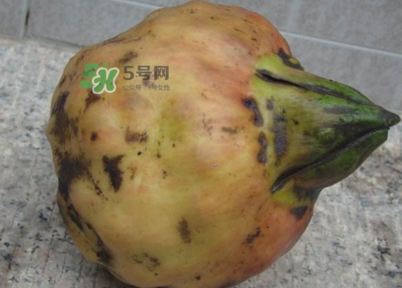 雞頭米是涼性的嗎？雞頭米是哪里的特產